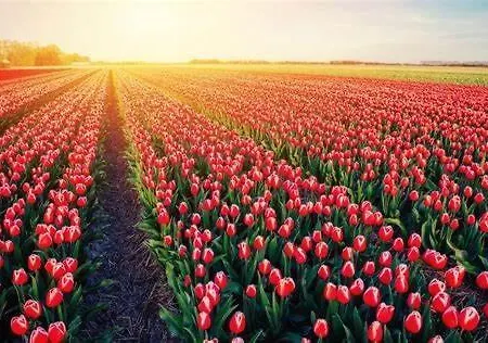 Callantsduinzicht, Beachappartement 24 Apartment *